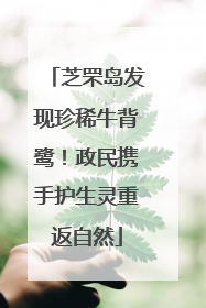 芝罘岛发现珍稀牛背鹭！政民携手护生灵重返自然